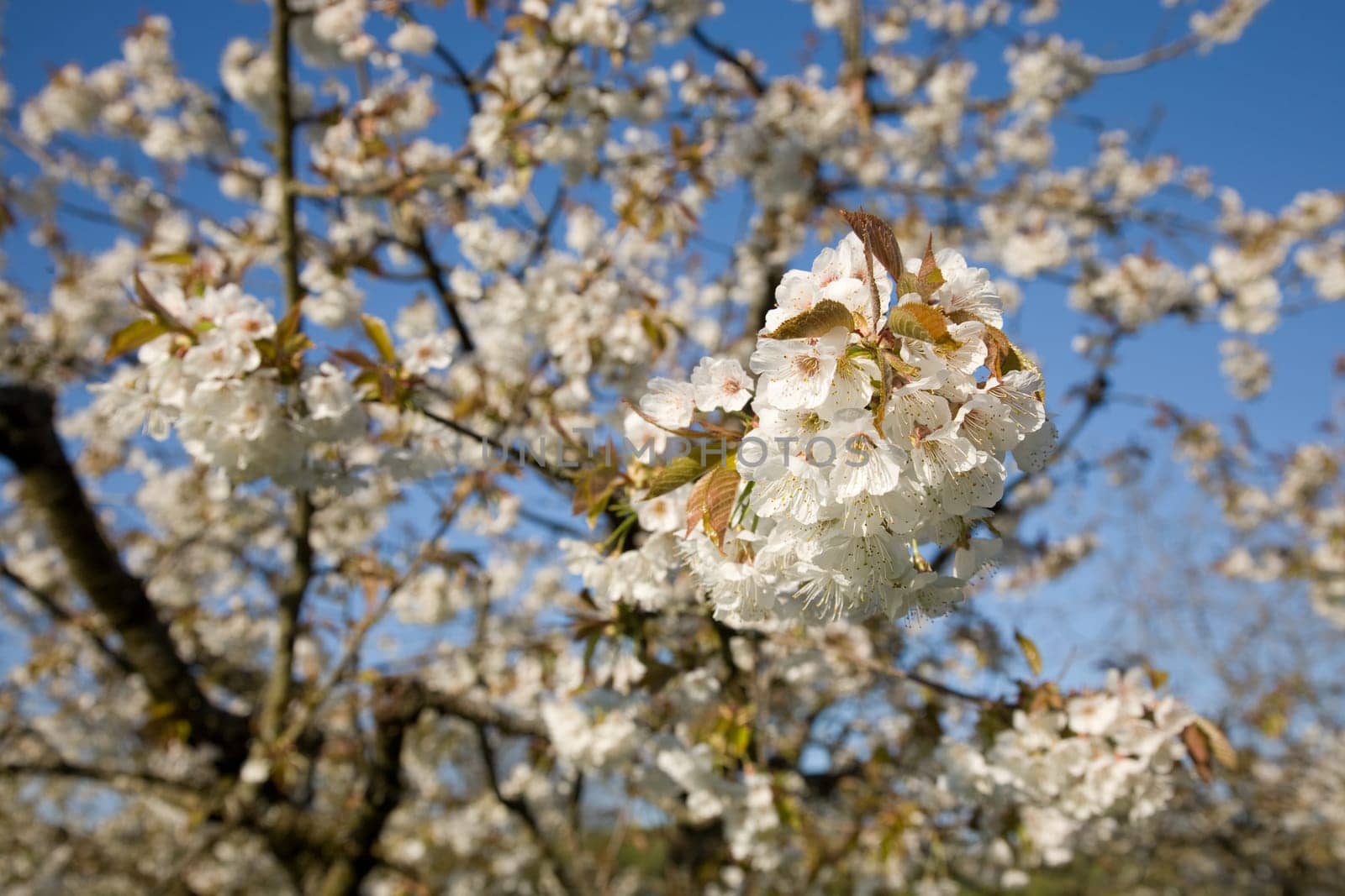 Blossoms Apple Tree