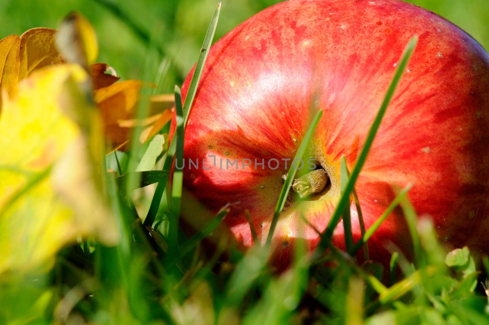 Fallen Fruit - Apple