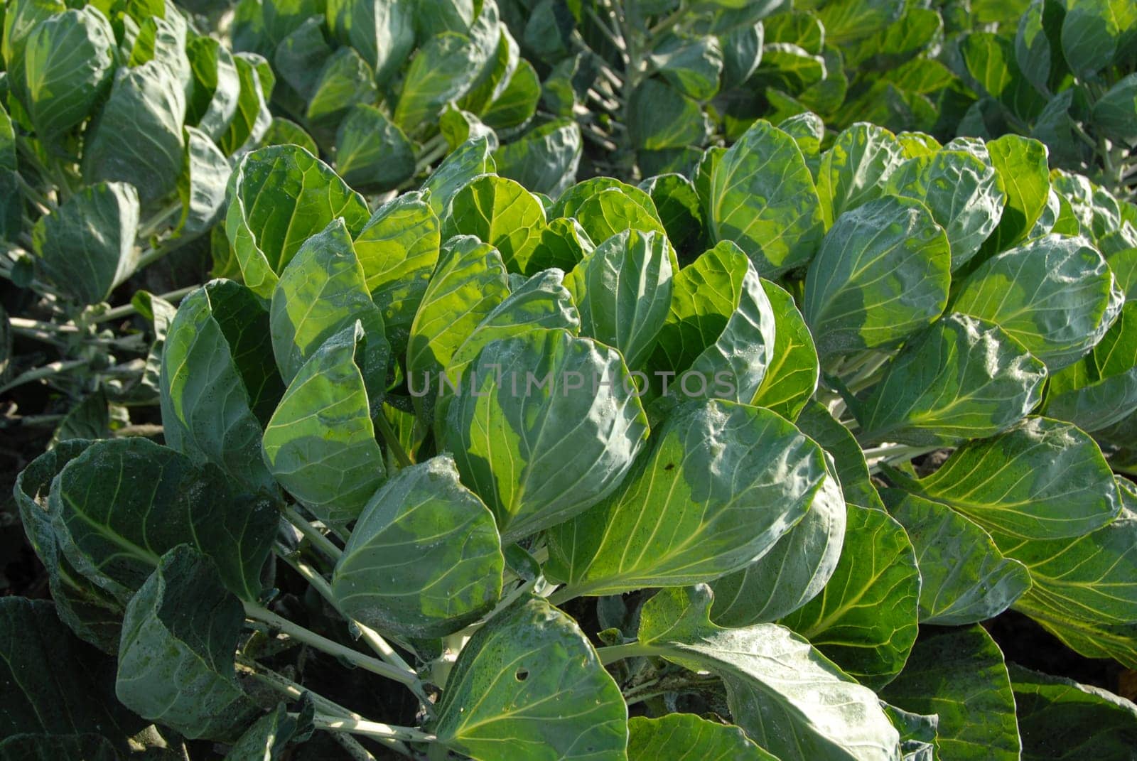 Brussels sprouts