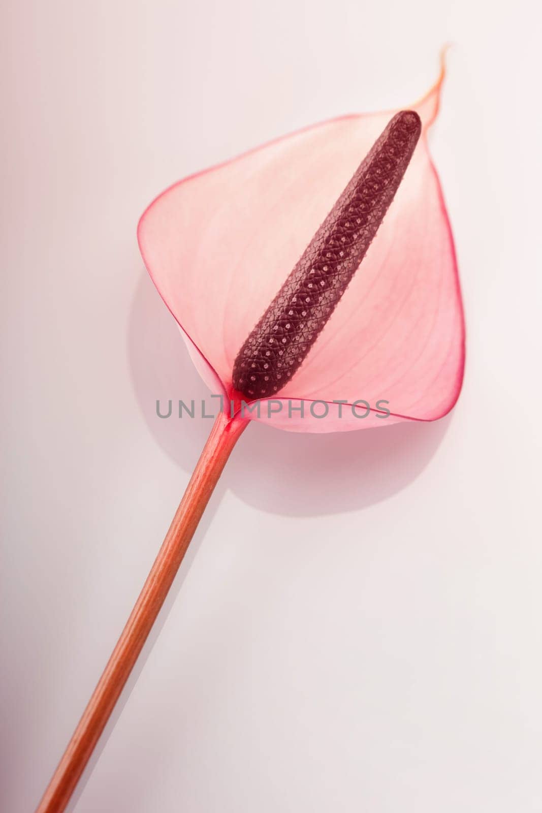 Orchid