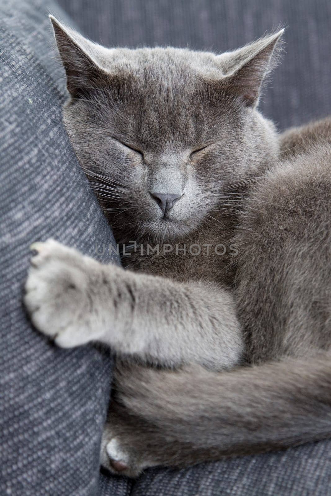 gray cat on a sofa