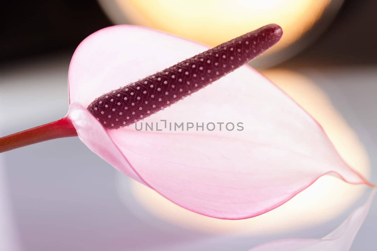 Orchid Macro