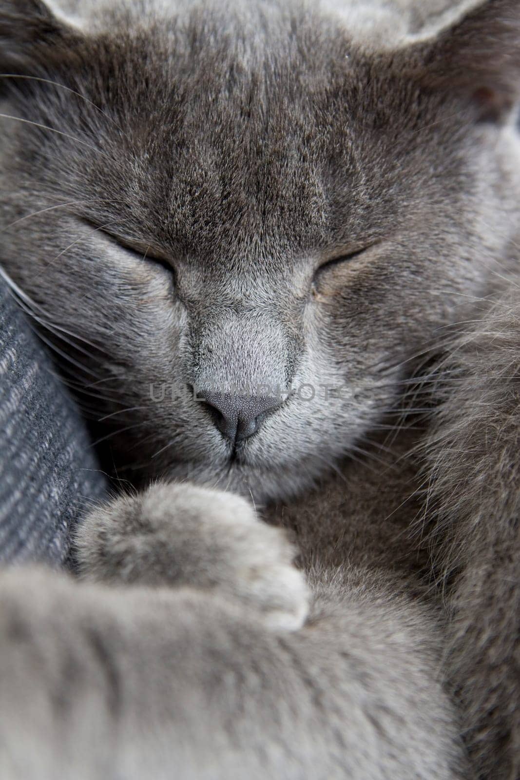 gray cat on a sofa