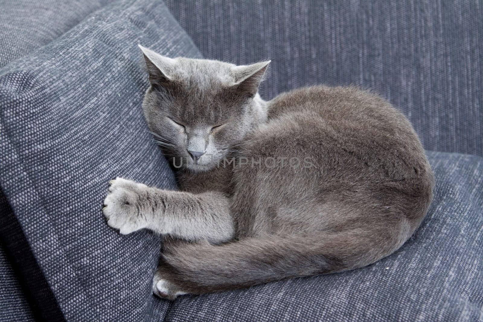 gray cat on a sofa
