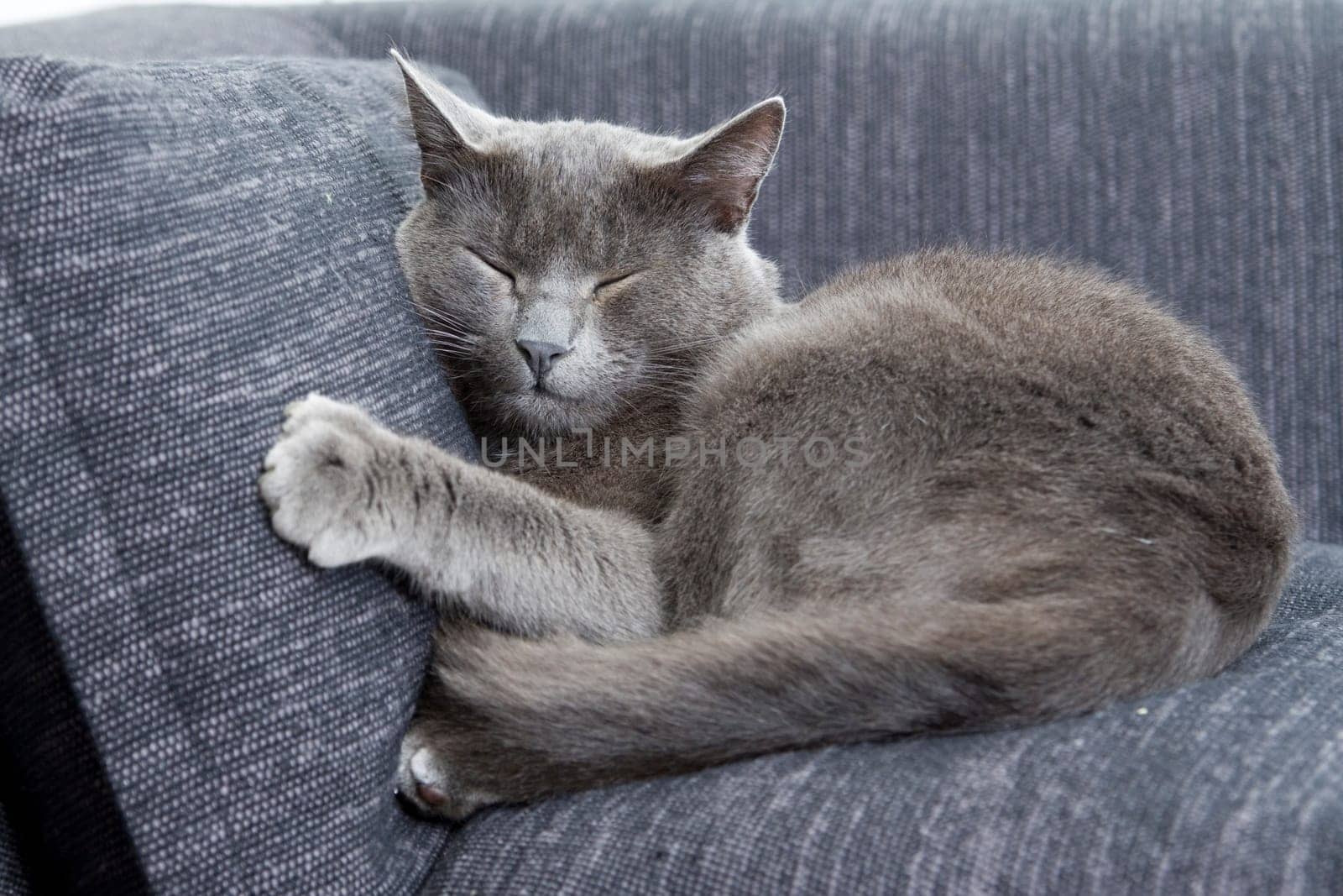 gray cat on a sofa