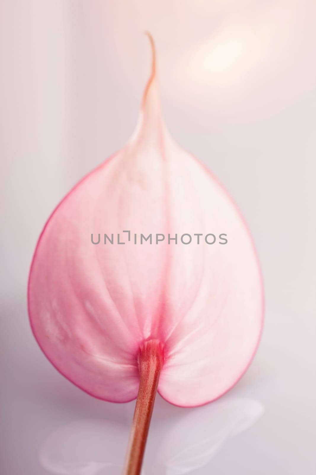 Orchid