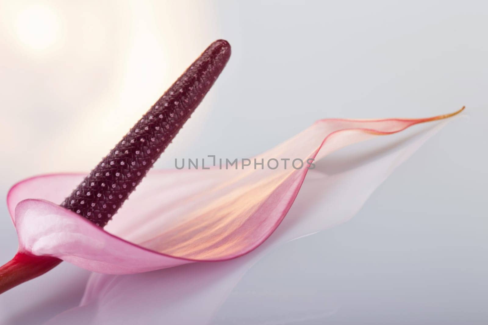 Orchid