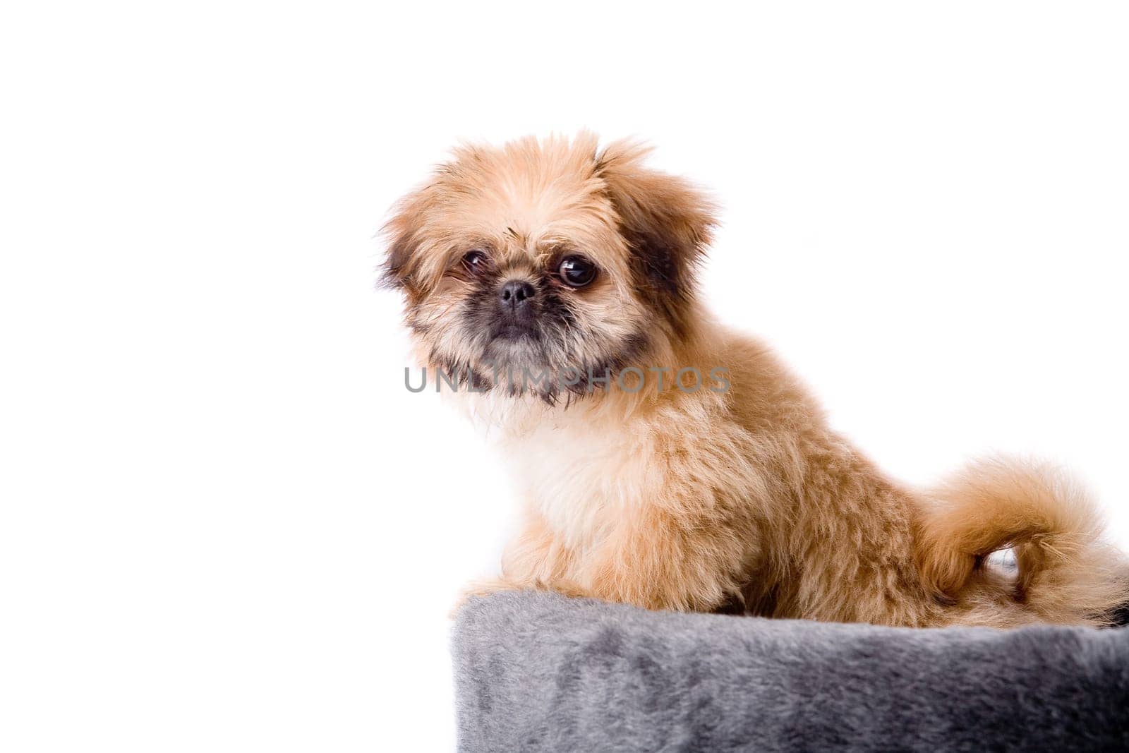 Pekingese dog and his basket