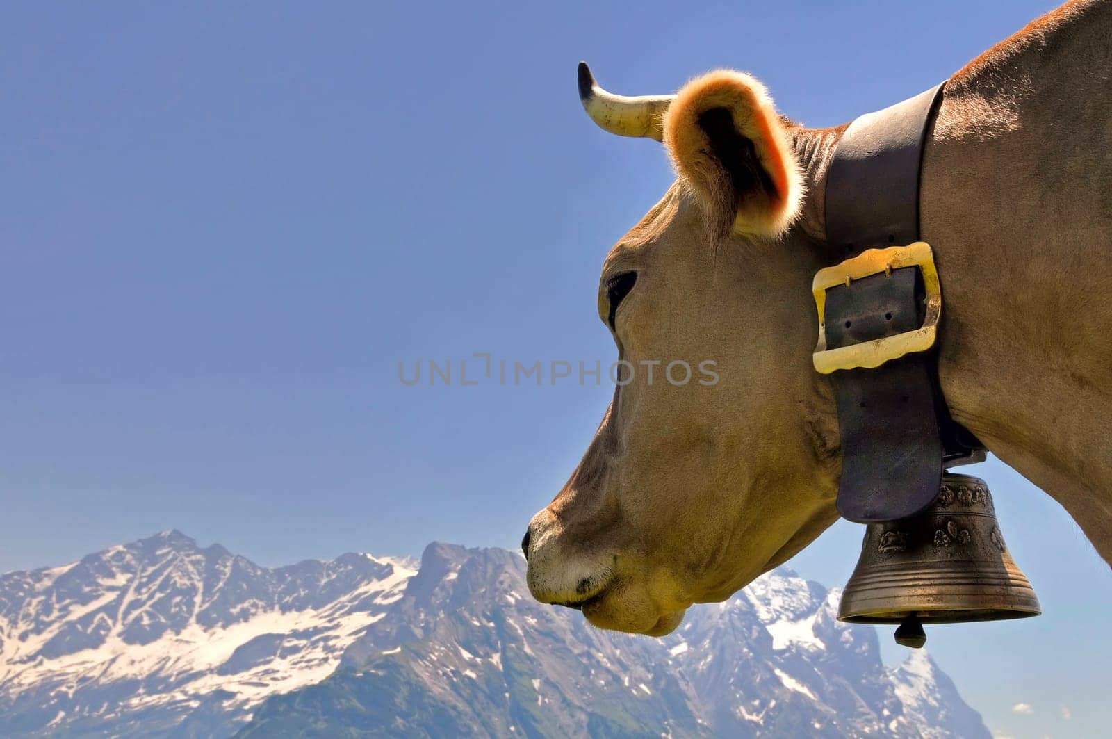 Pasture with a view