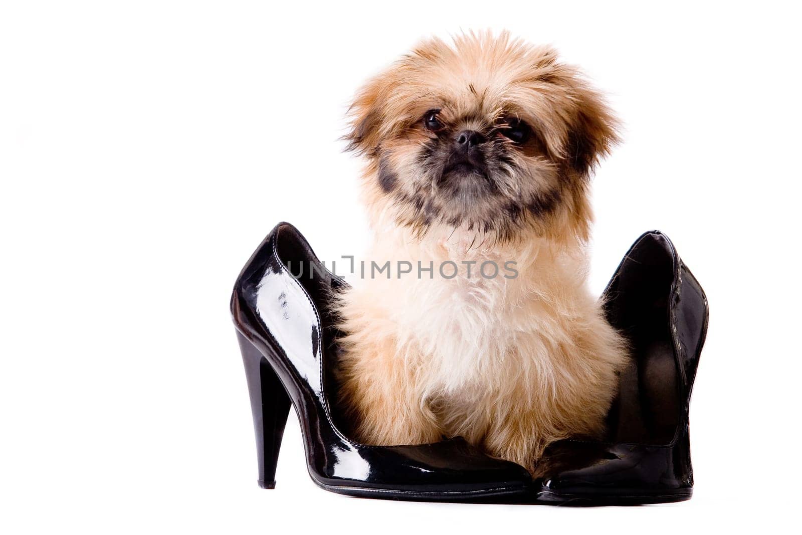 Puppy with style