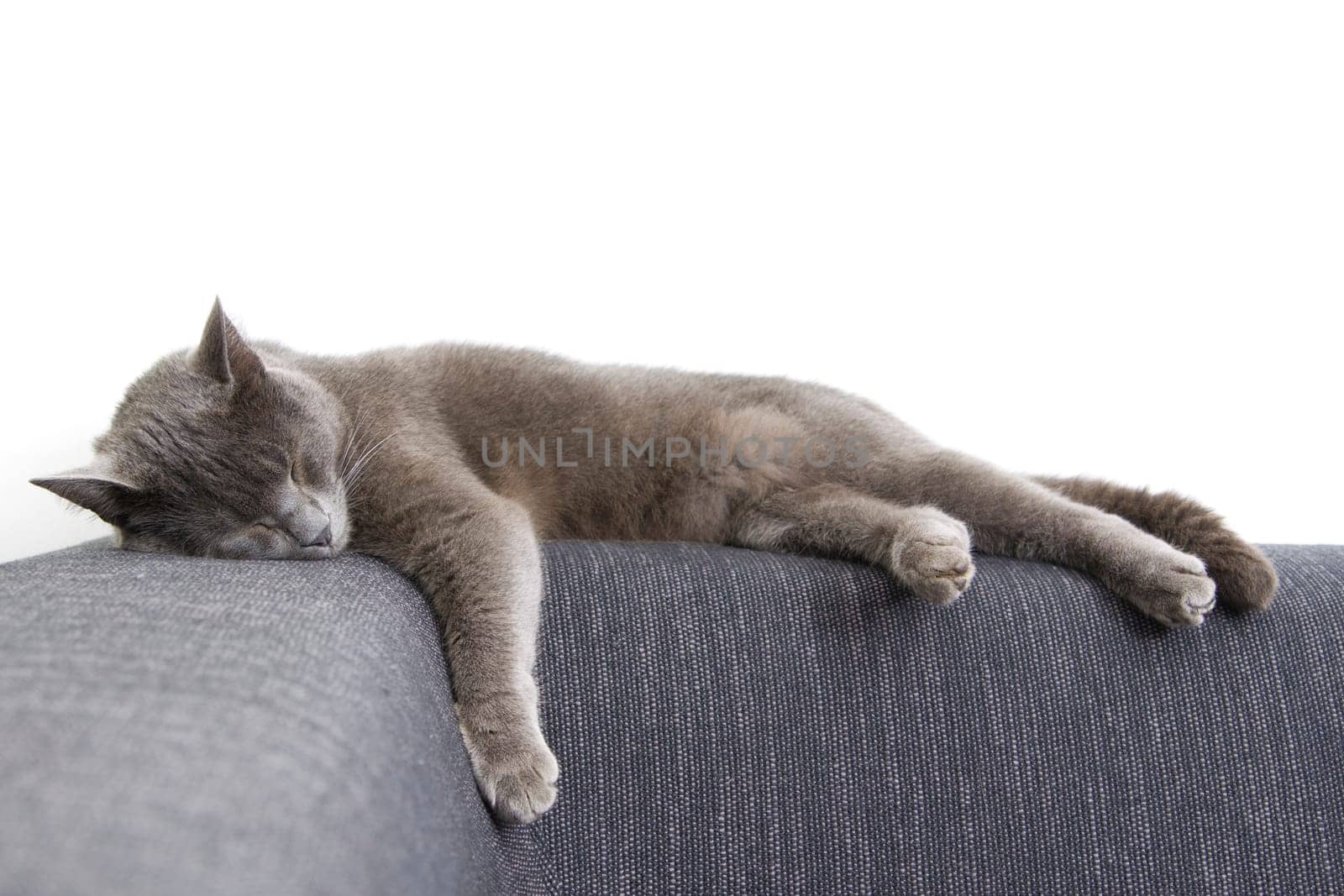 gray cat on a sofa
