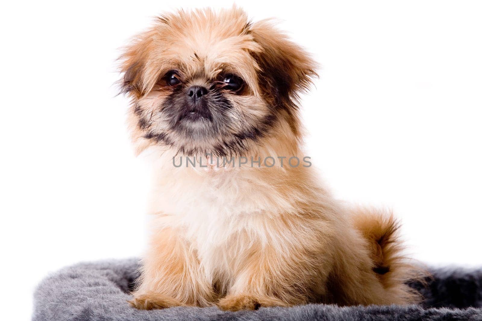 Cute pekingese dog