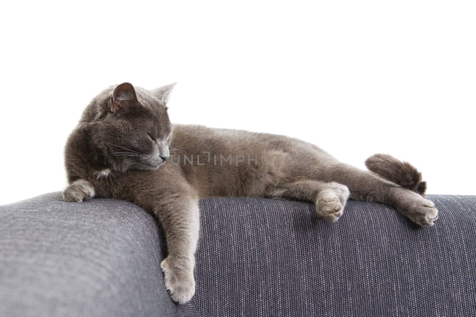 gray cat on a sofa