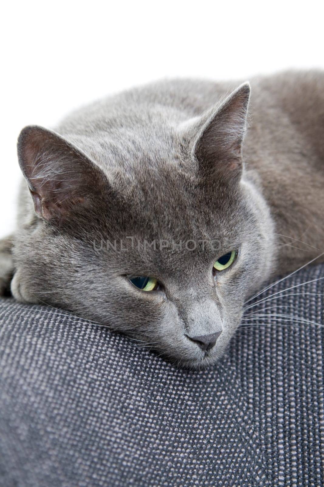 gray cat on a sofa