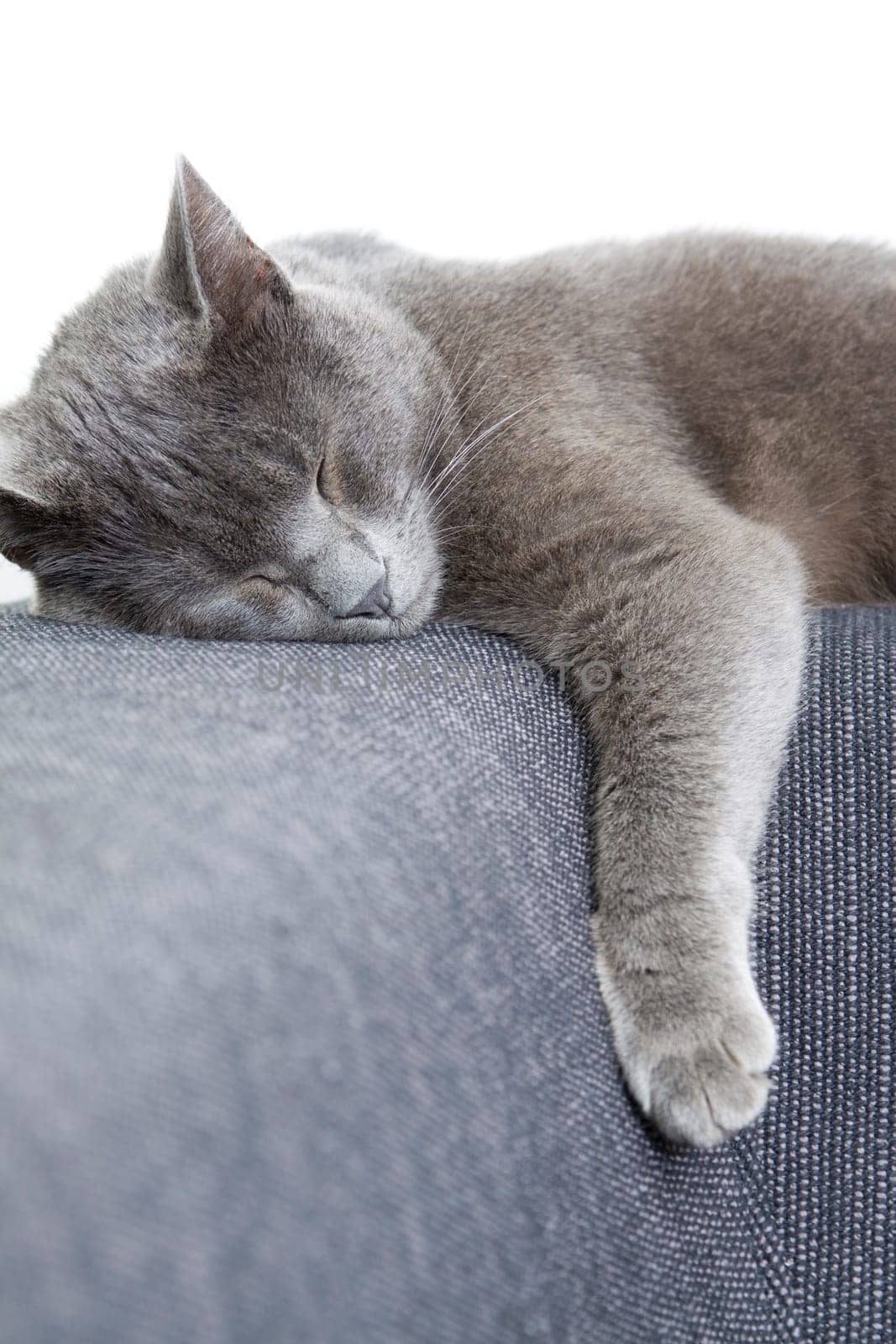 gray cat on a sofa