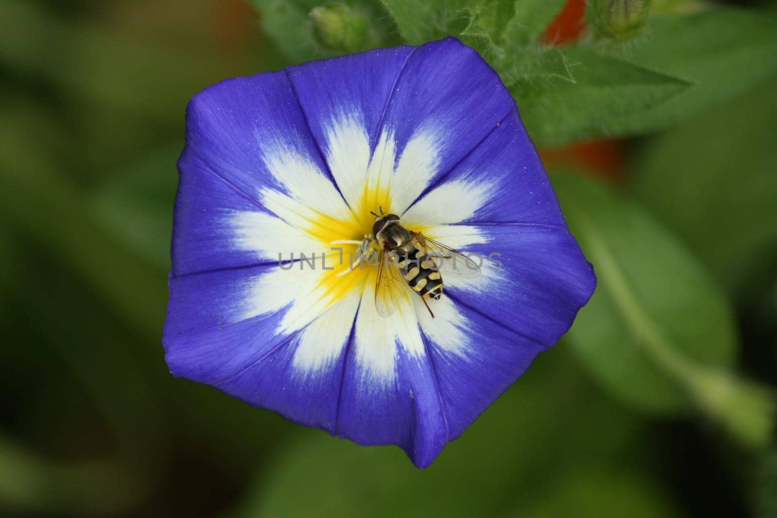 Morning glory with insect