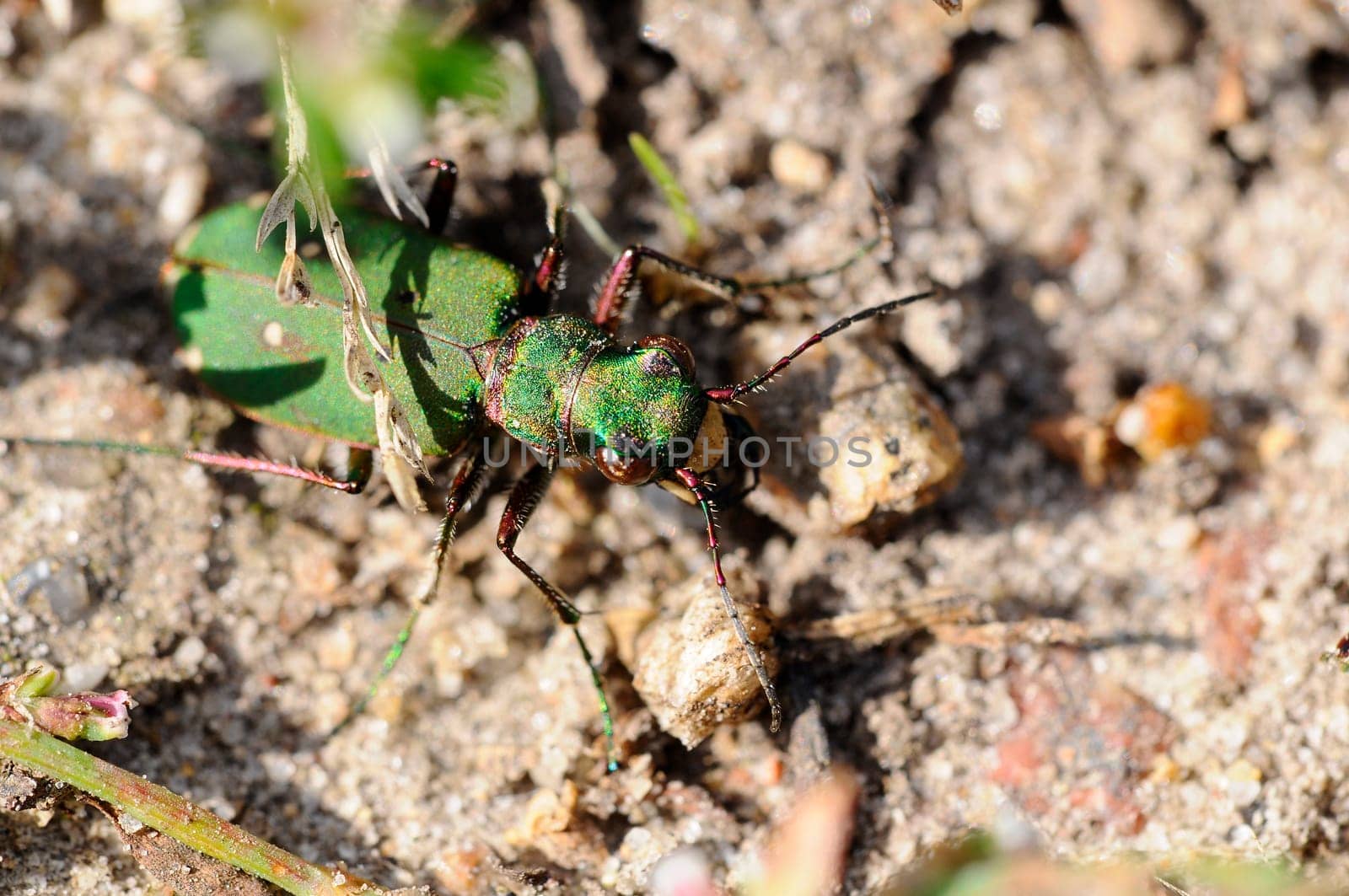 Sandpiper - Cicindela-campestris