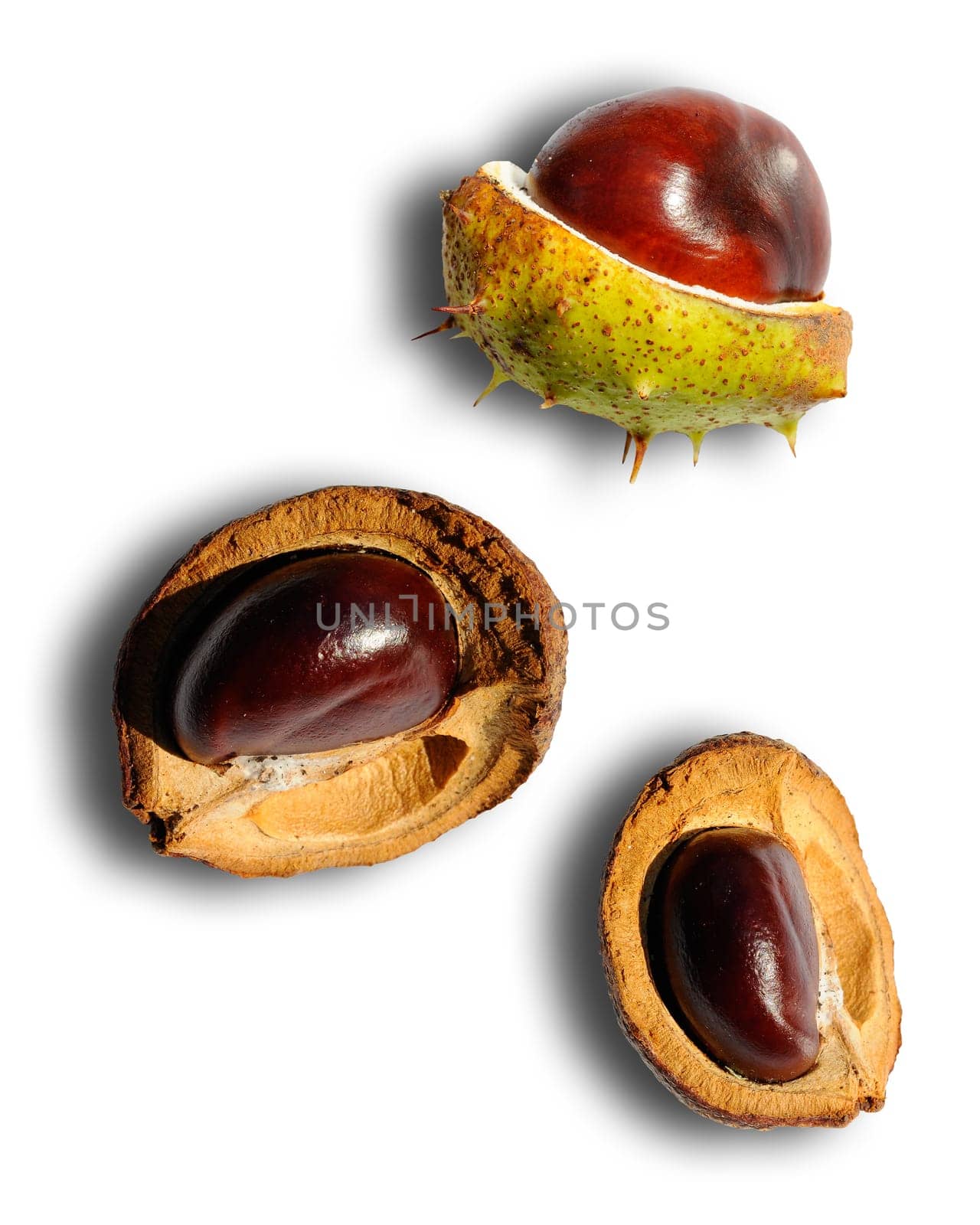 Chestnuts - Castanea
