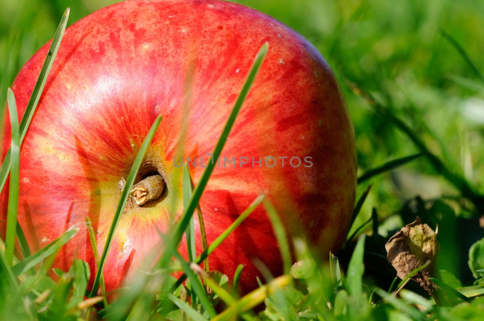 Fallen Fruit - Apple