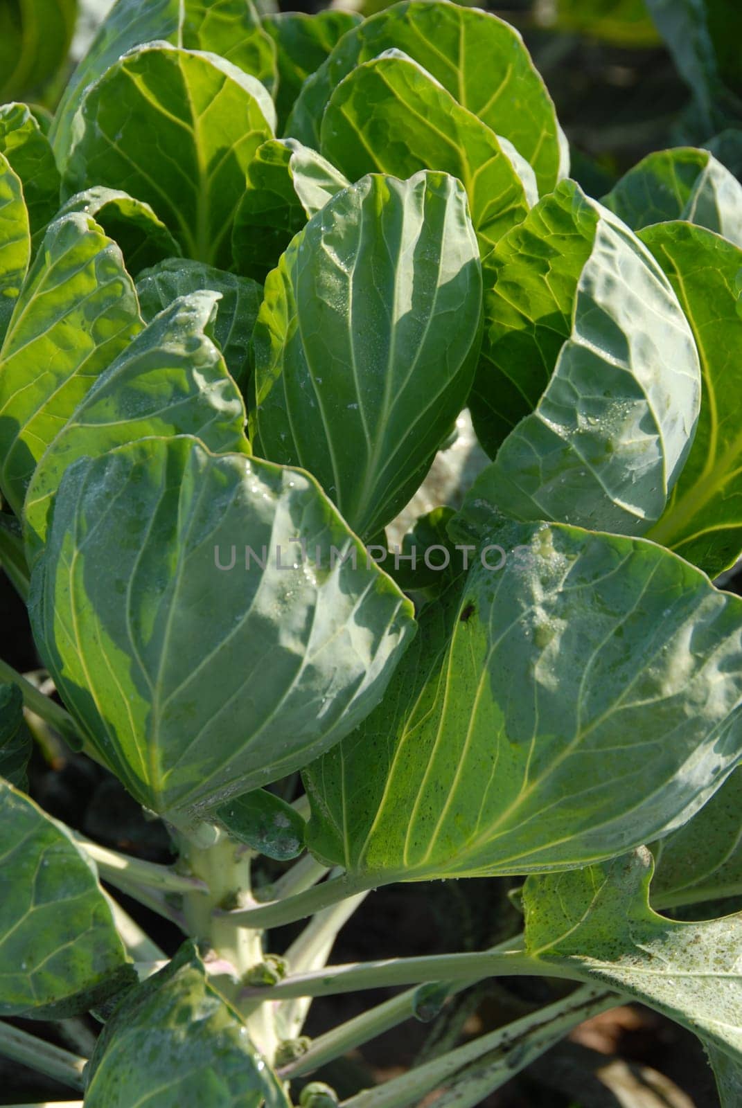 Brussels sprouts