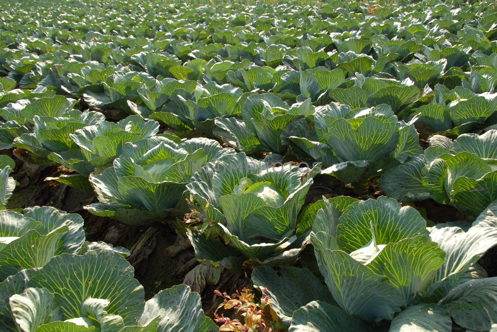 White cabbage field