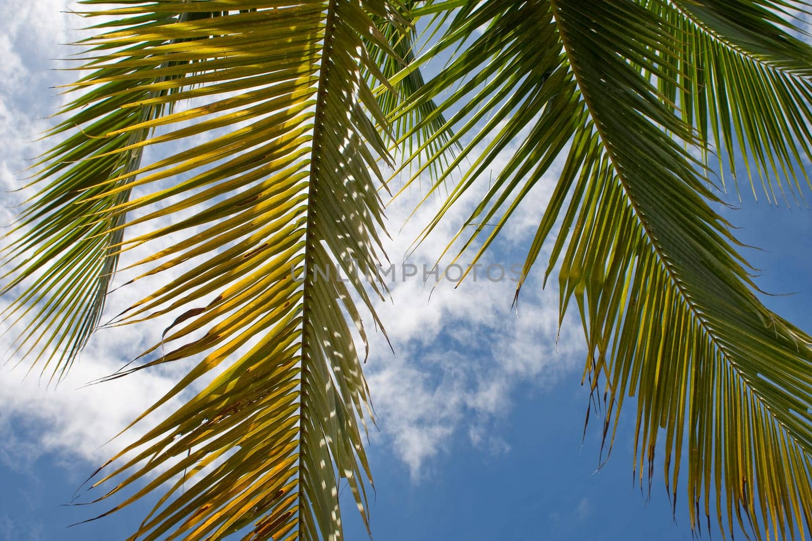 Palm trees in front of sky