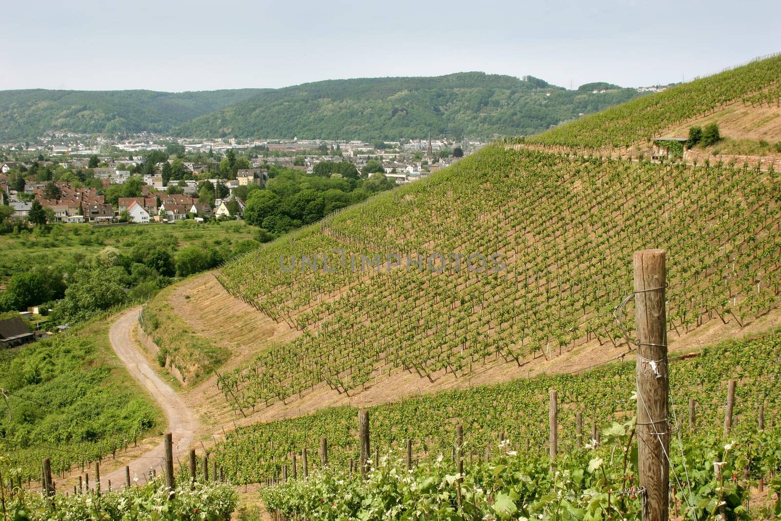 Vineyard and Trier in the Moselle Valley