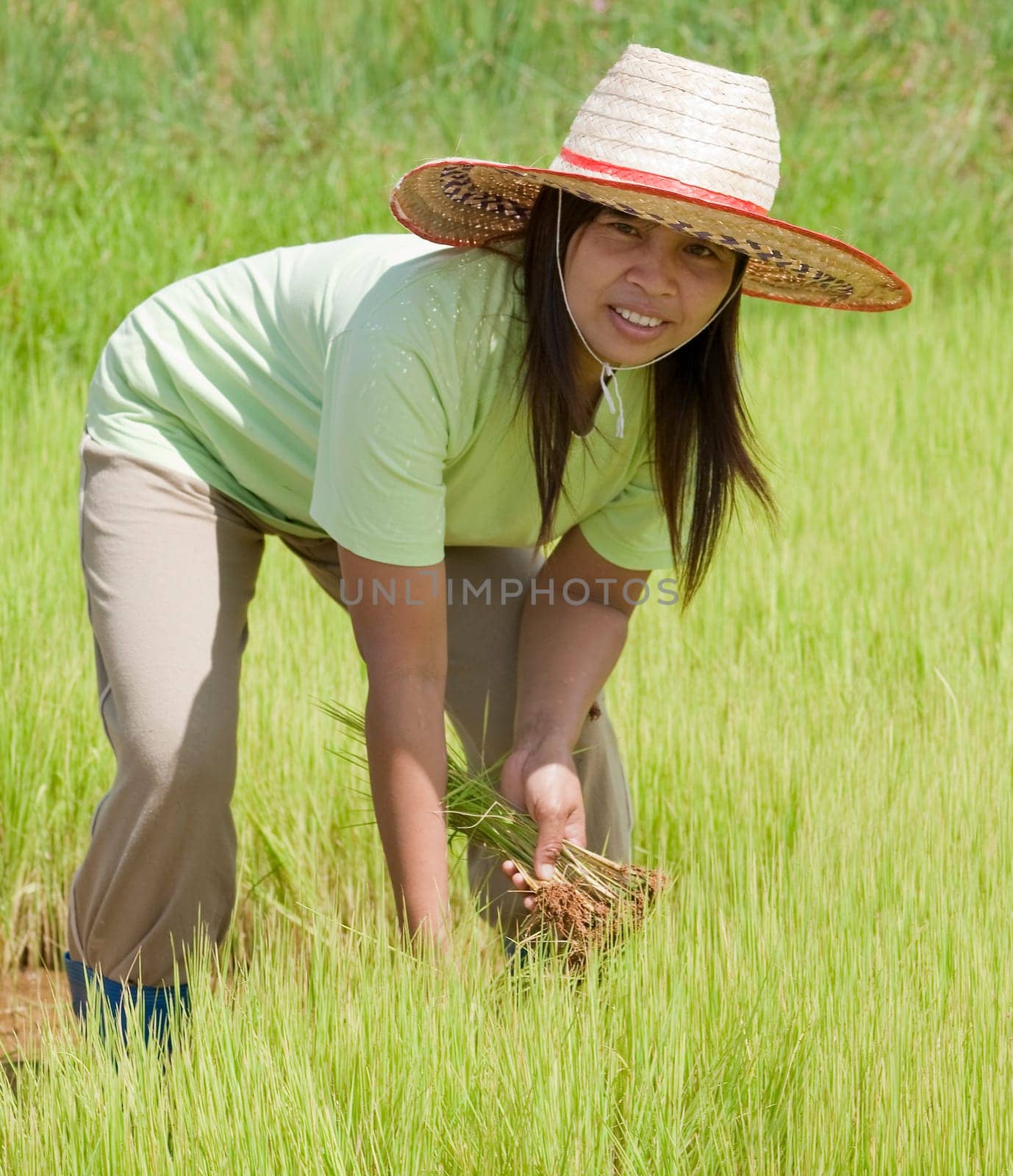 Asian woman at rice field,Thailand