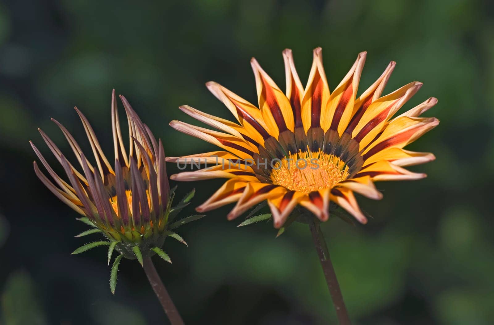 Gazania the Ice Flower 2