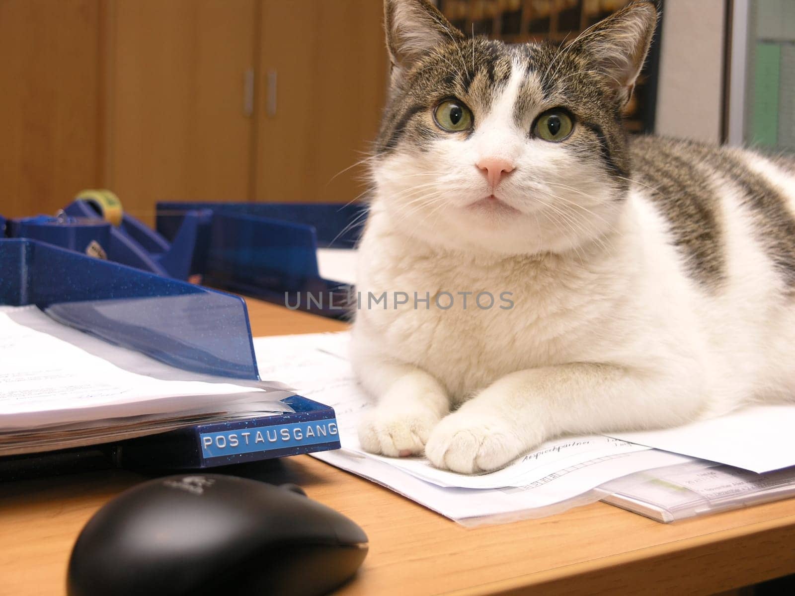 Cat and mouse on the desk