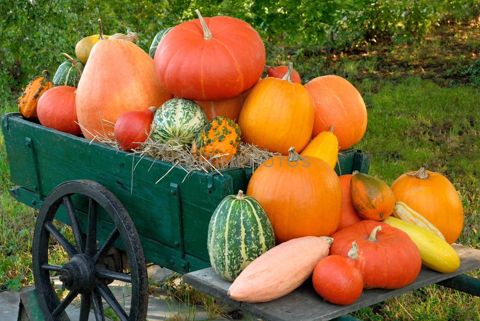 Colorful load of pumpkins