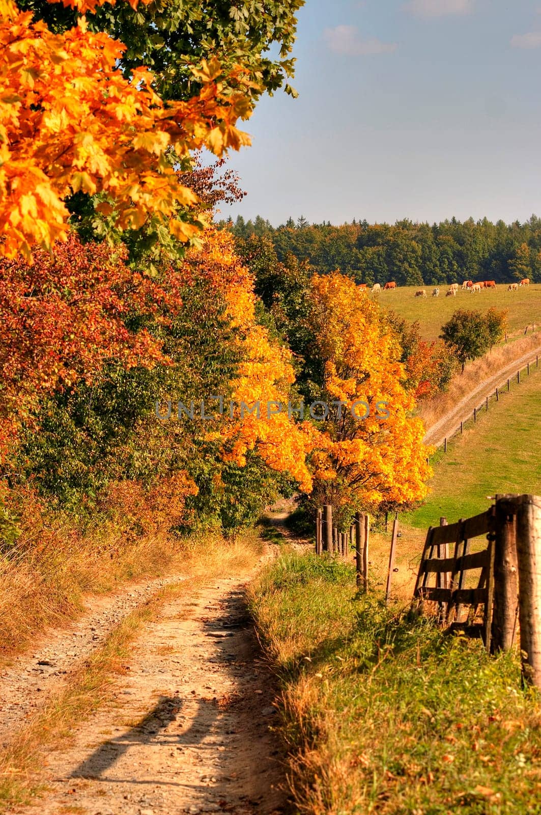 country road and autumn landscape