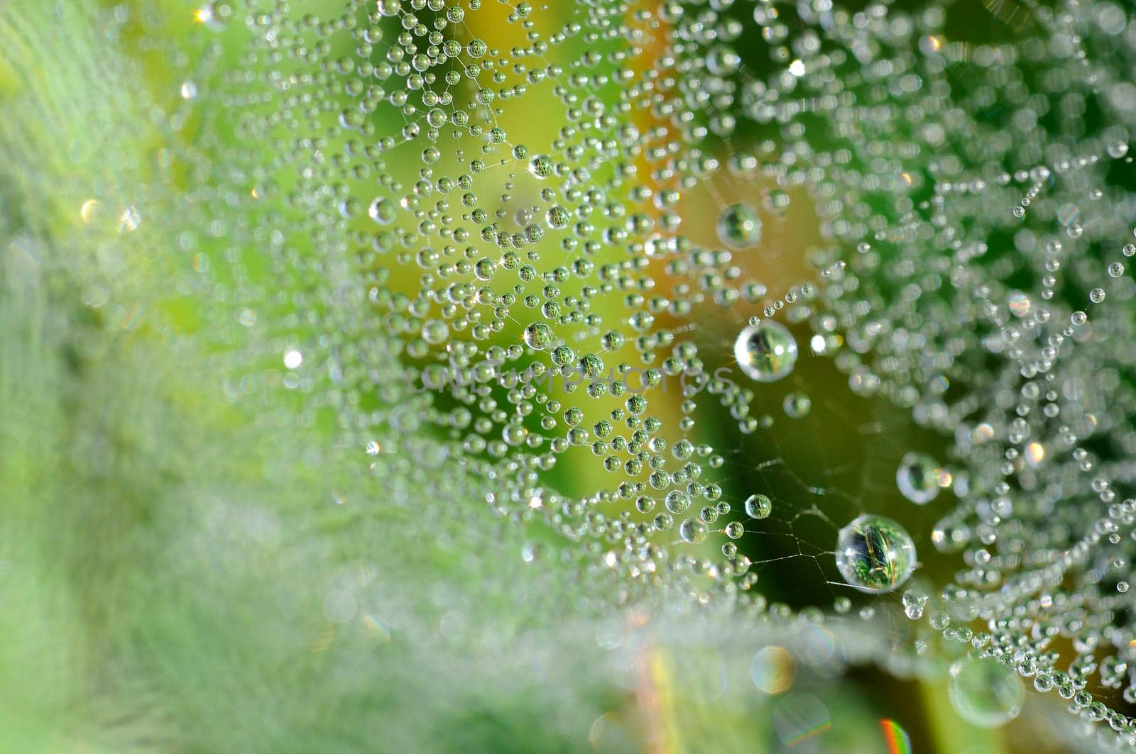 Spider web with dewdrops