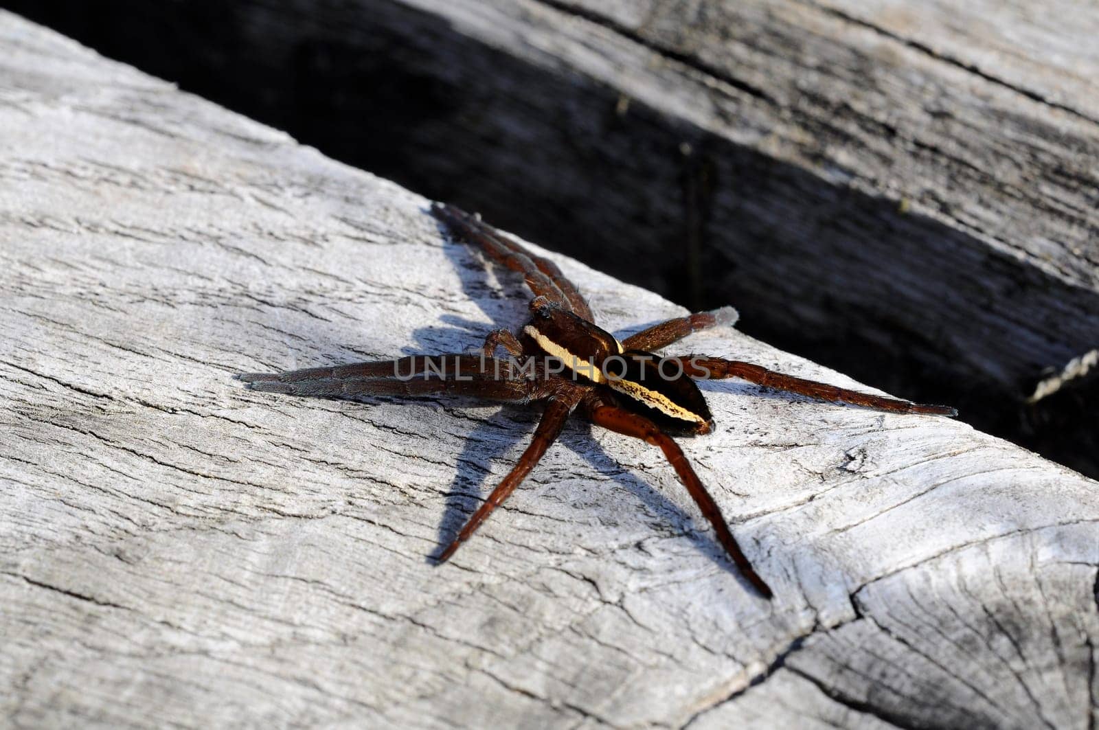 Edged hunting spider - Dolomedes-fimbriatus
