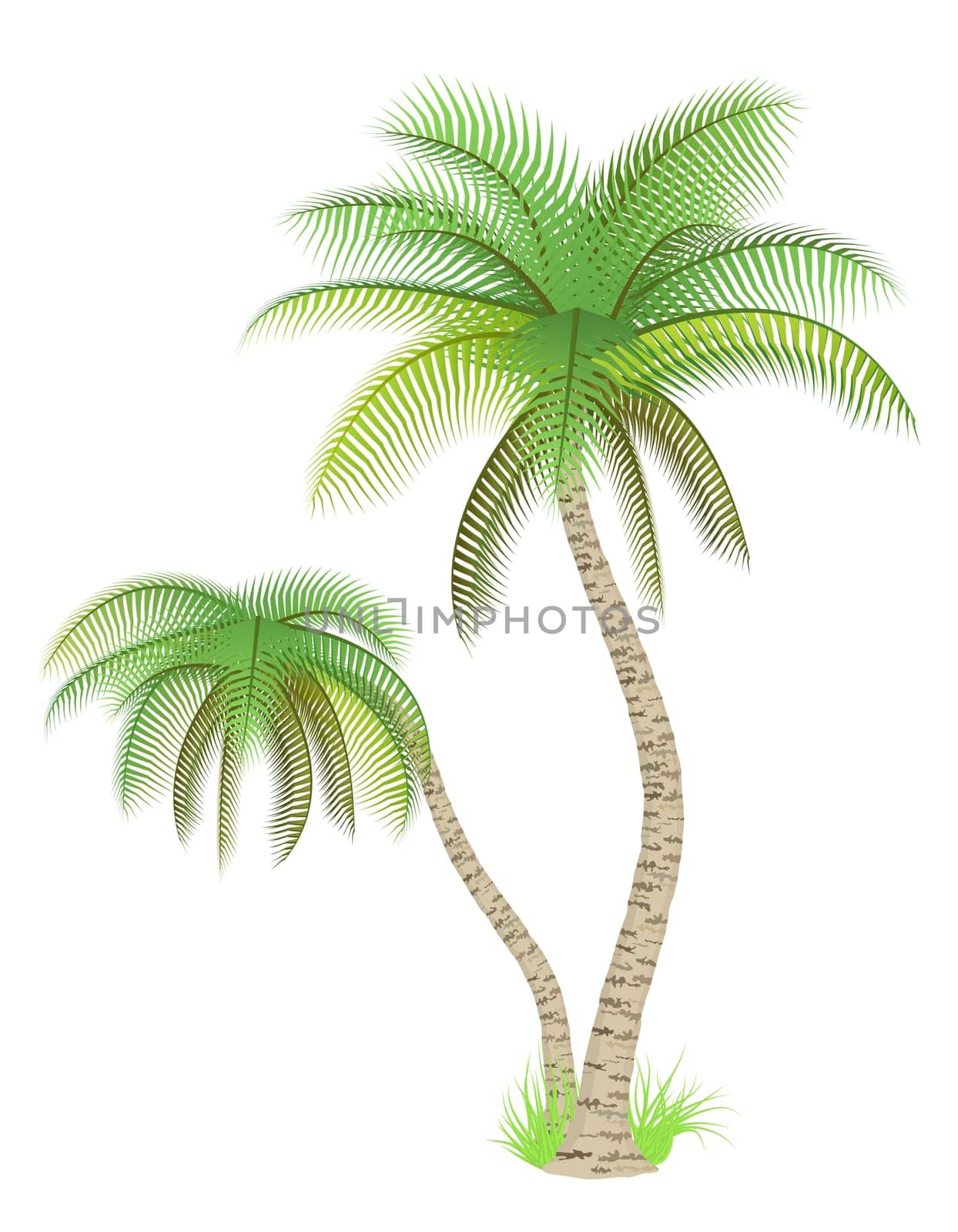 Palm trees