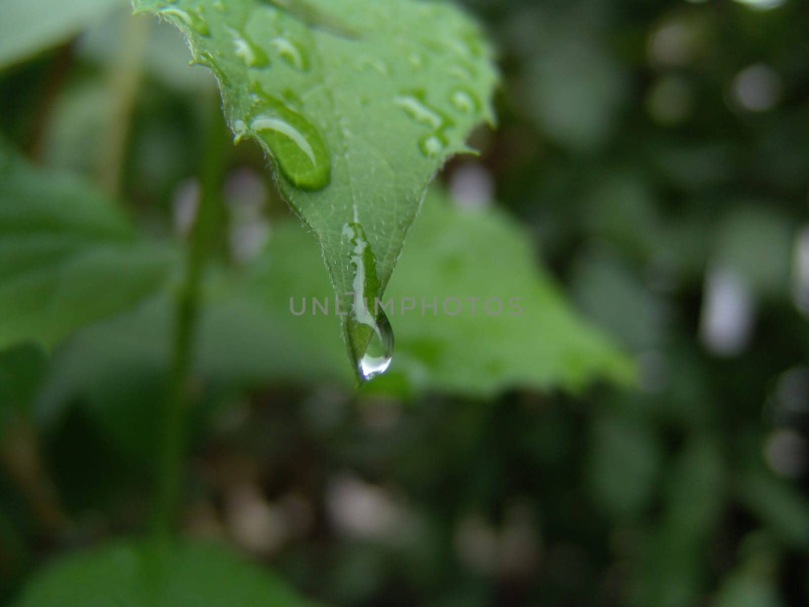 Drops of water on a leaf