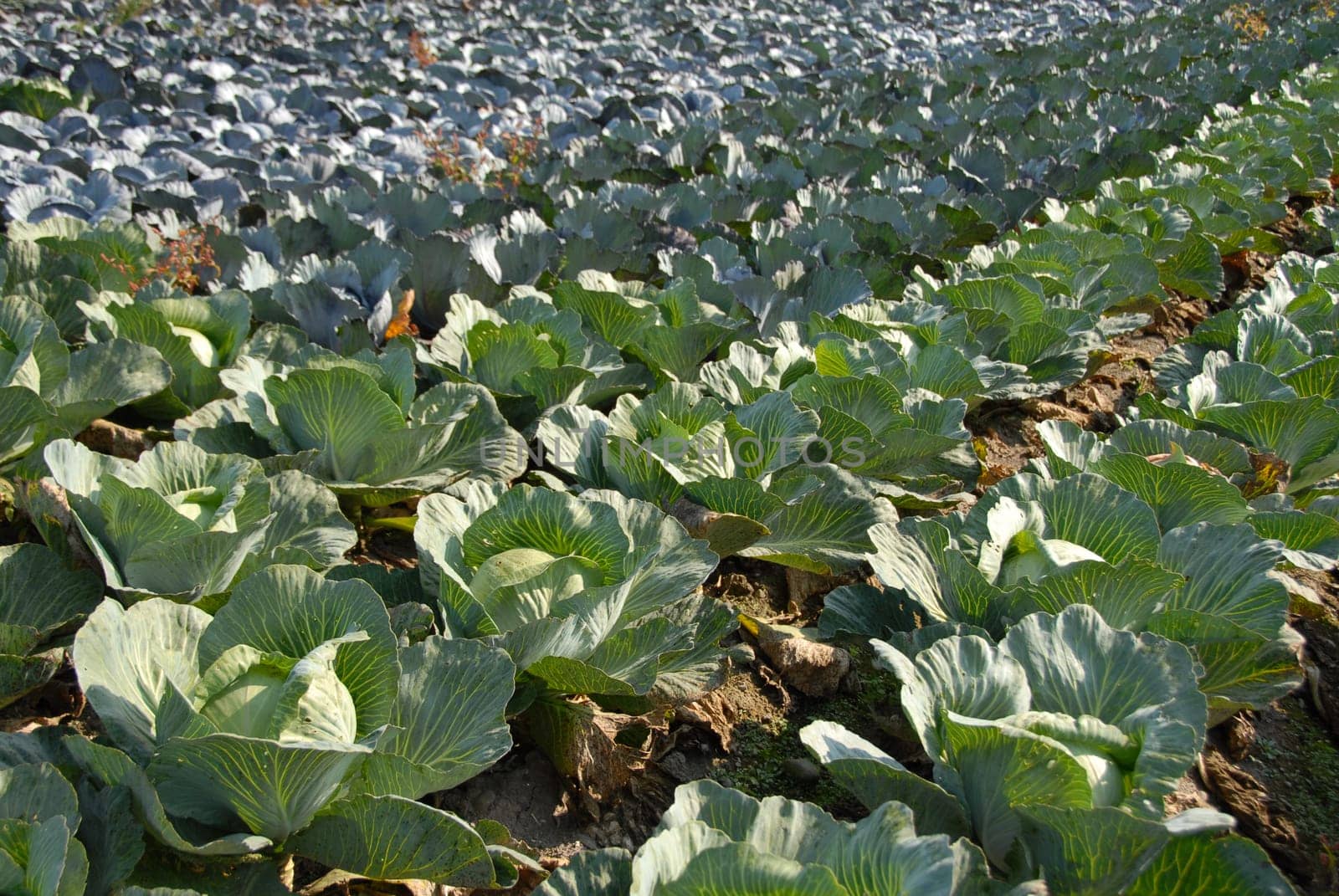 White cabbage field and red cabbage field