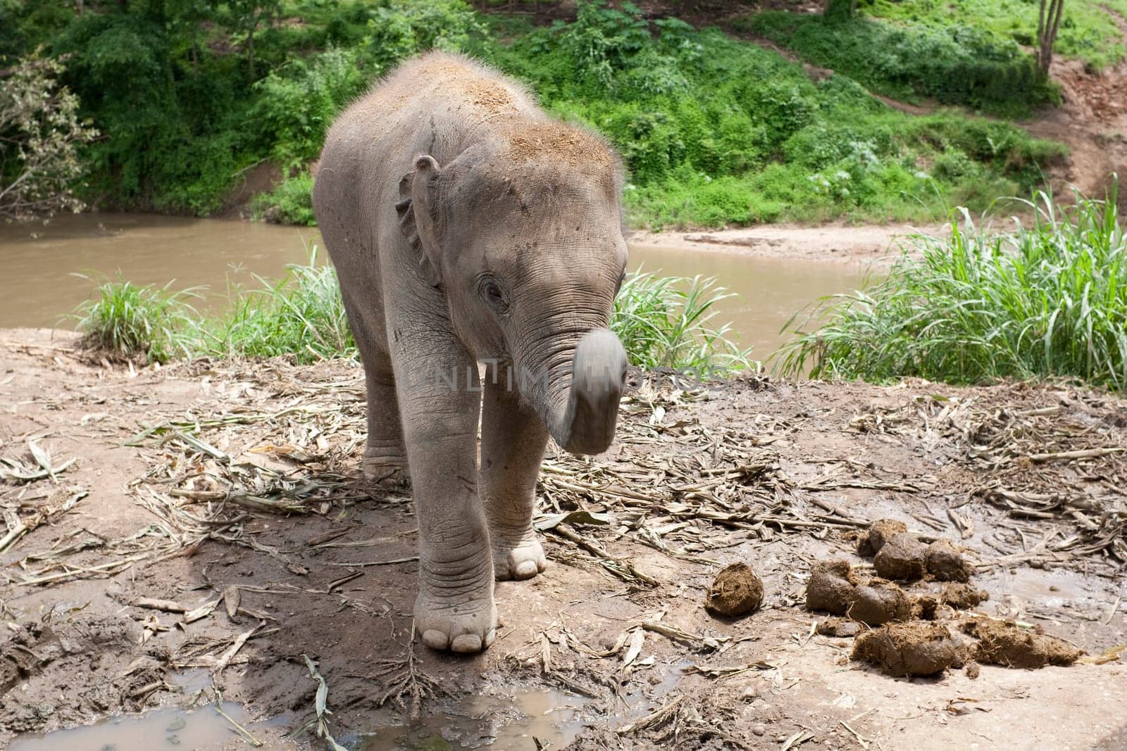 Little Elephant,Baby Elephant