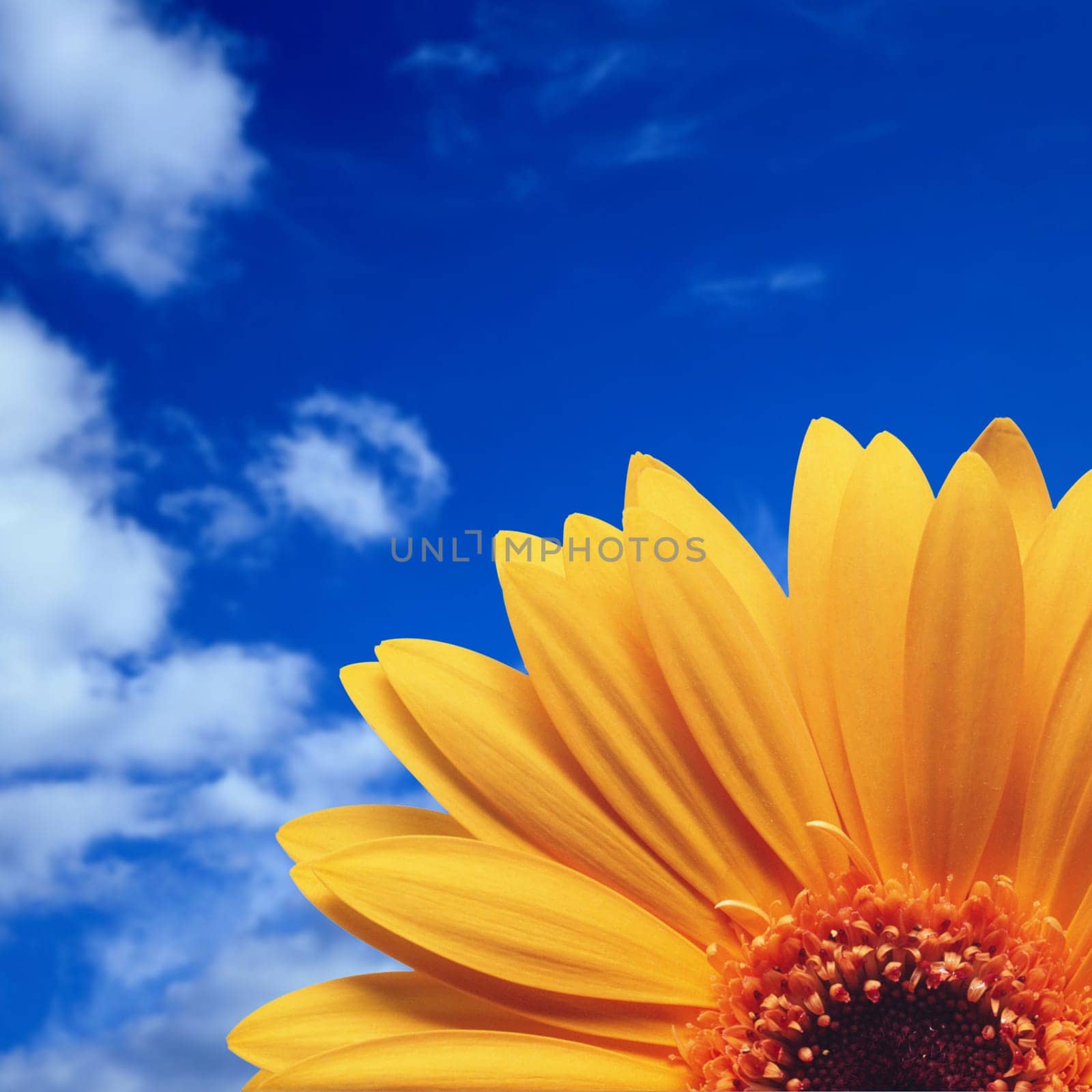 Sunflower background