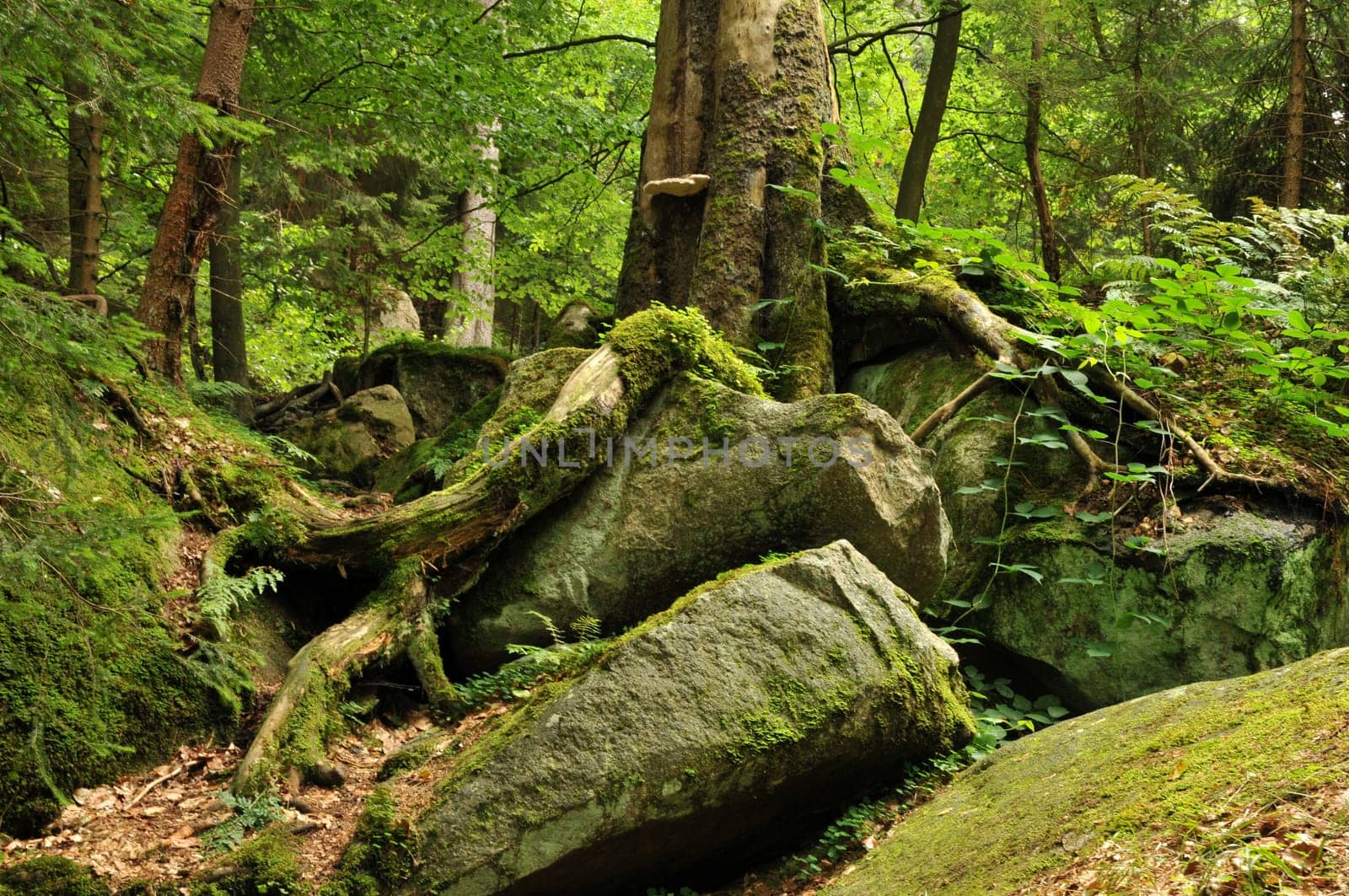 Recorded in the Harz Mountains