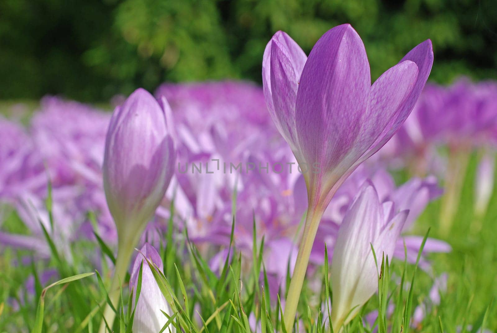 Autumn crocus