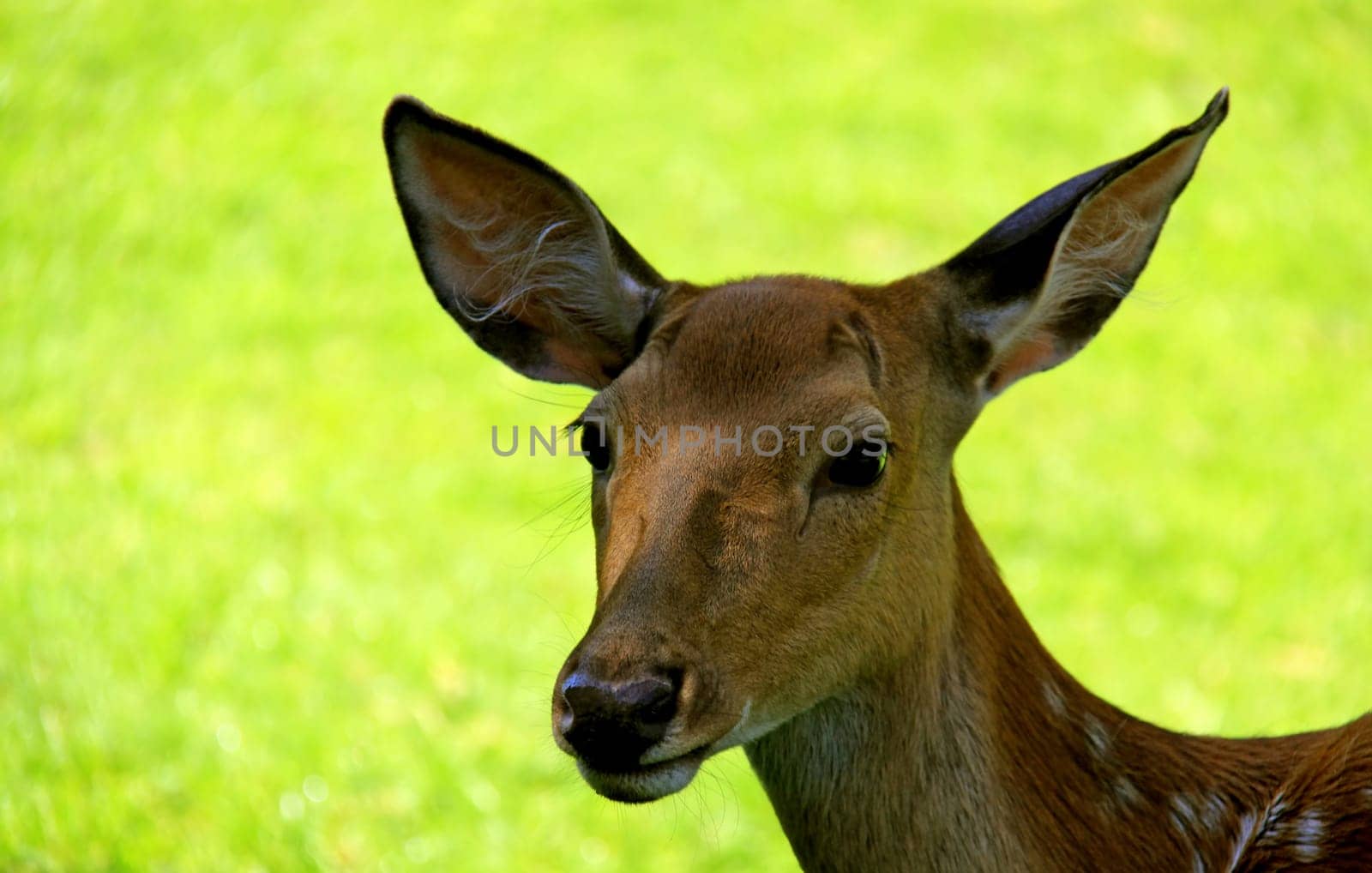 Fallow deer