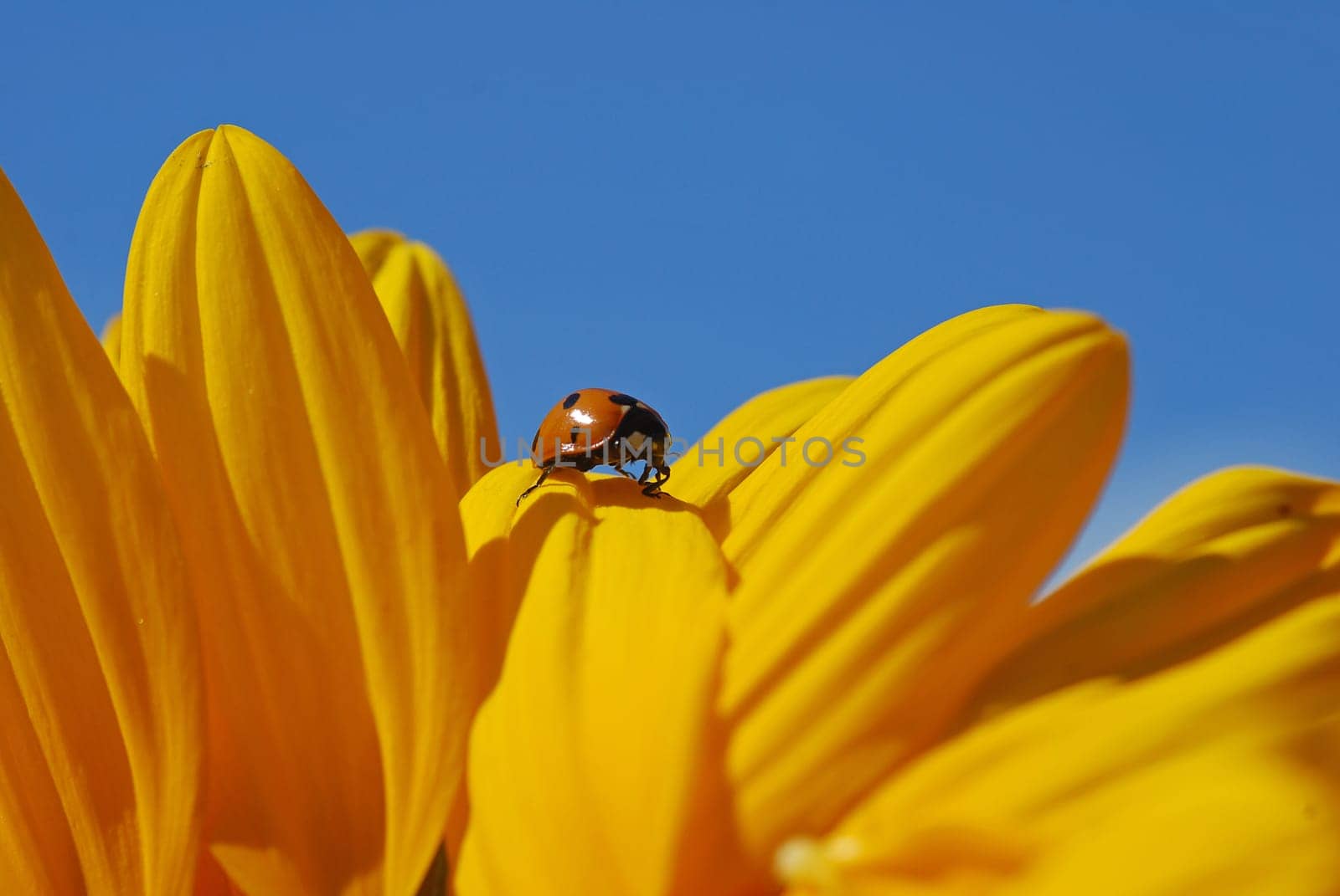 Ladybird