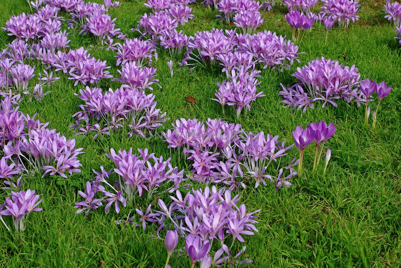 Autumn crocus