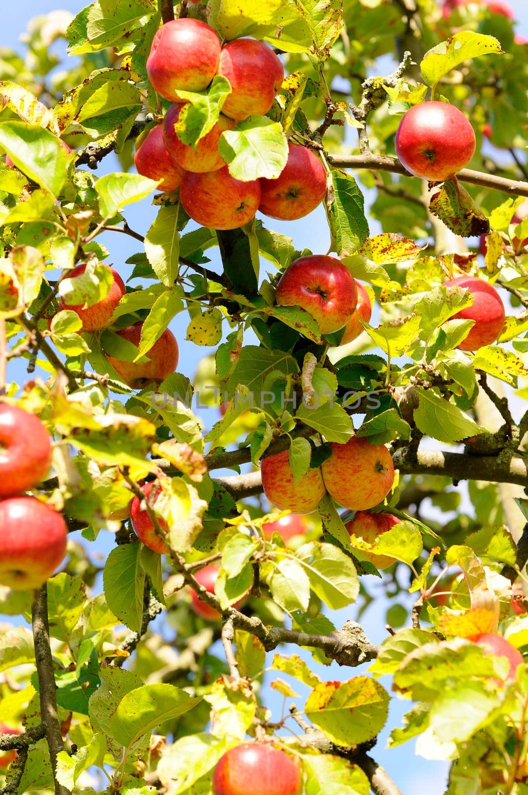Fallen Fruit - Apple Tree