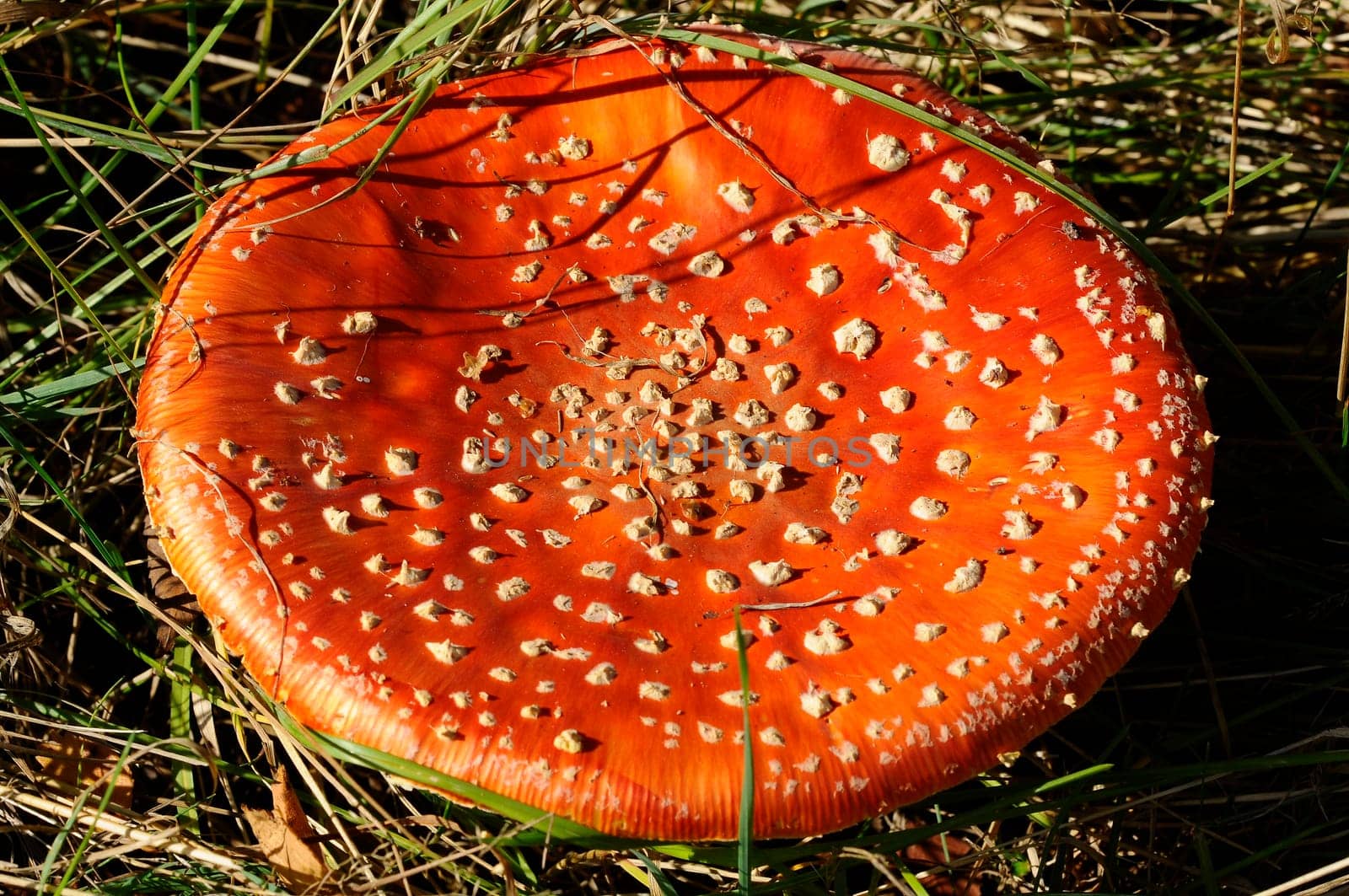 Toadstool,Amanita-muscaria-var.-muscaria - mushroom surface