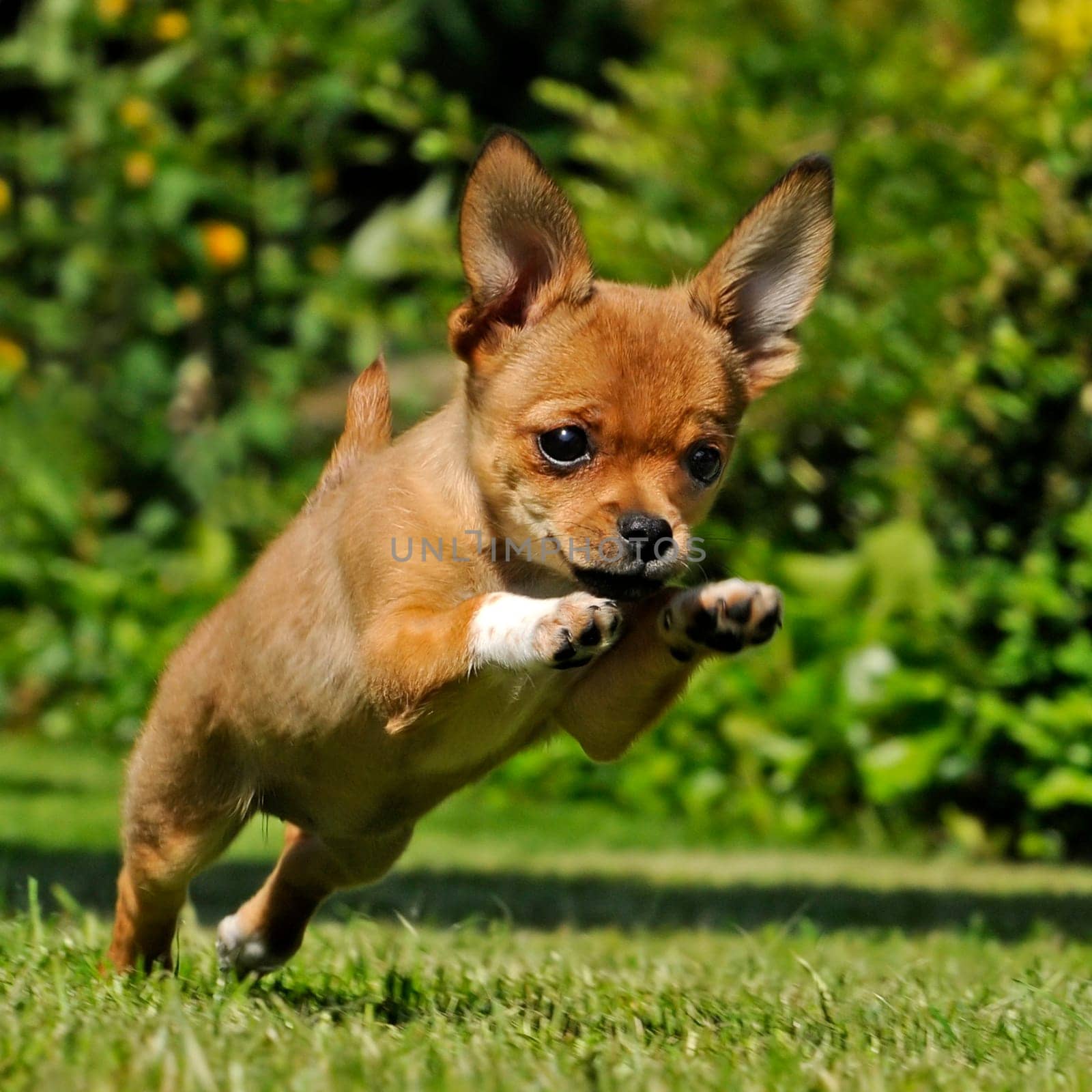 Chihuahua