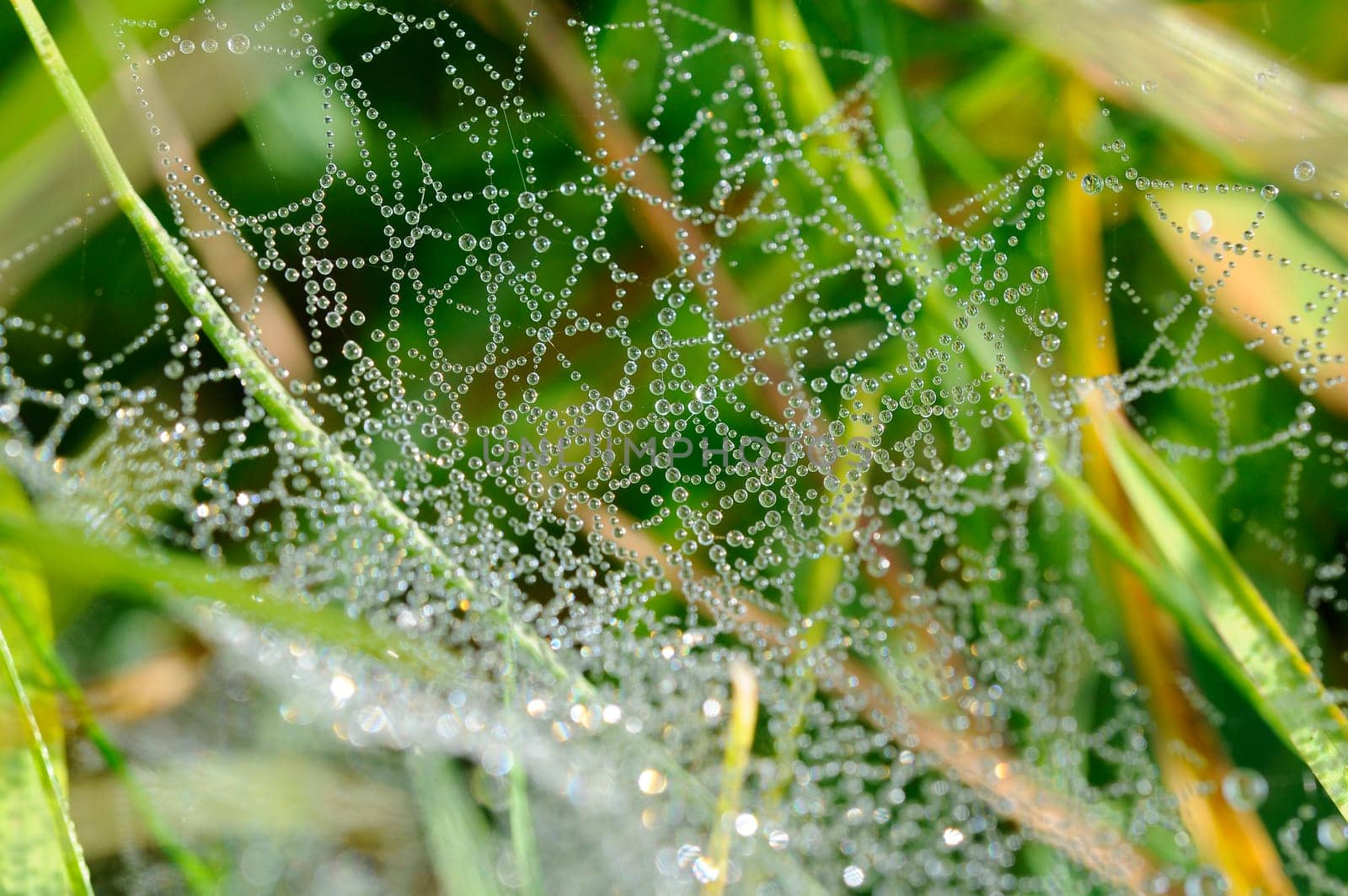 Spider web with dewdrops
