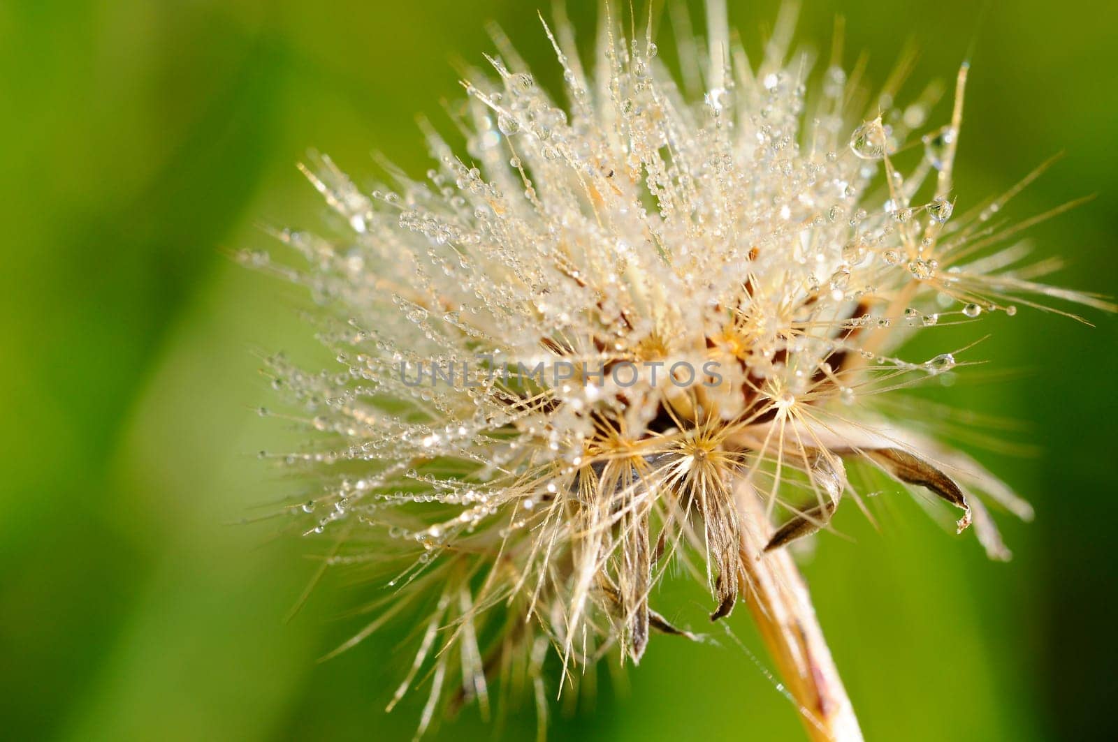 Common thistle - Cirsium vulgare