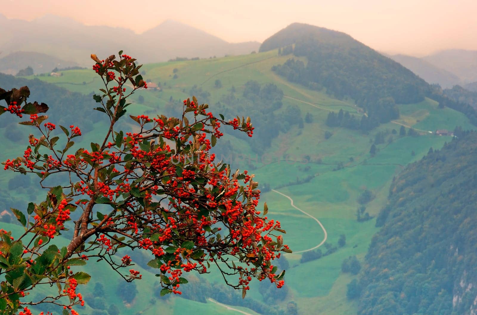 Rosehip and Misty Land